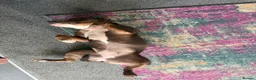 Mixed Breed dogs for sale: Beautiful Female Staffy  in Bedford - Advert 3