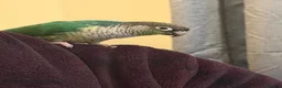 Conures birds for sale: Green cheek conure (Torquise)  in Stroud - Advert 2