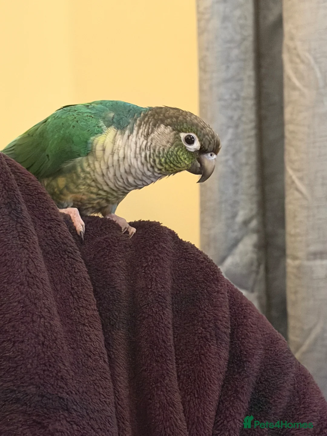 Conures birds for sale: Green cheek conure (Torquise)  in Stroud - Advert 2