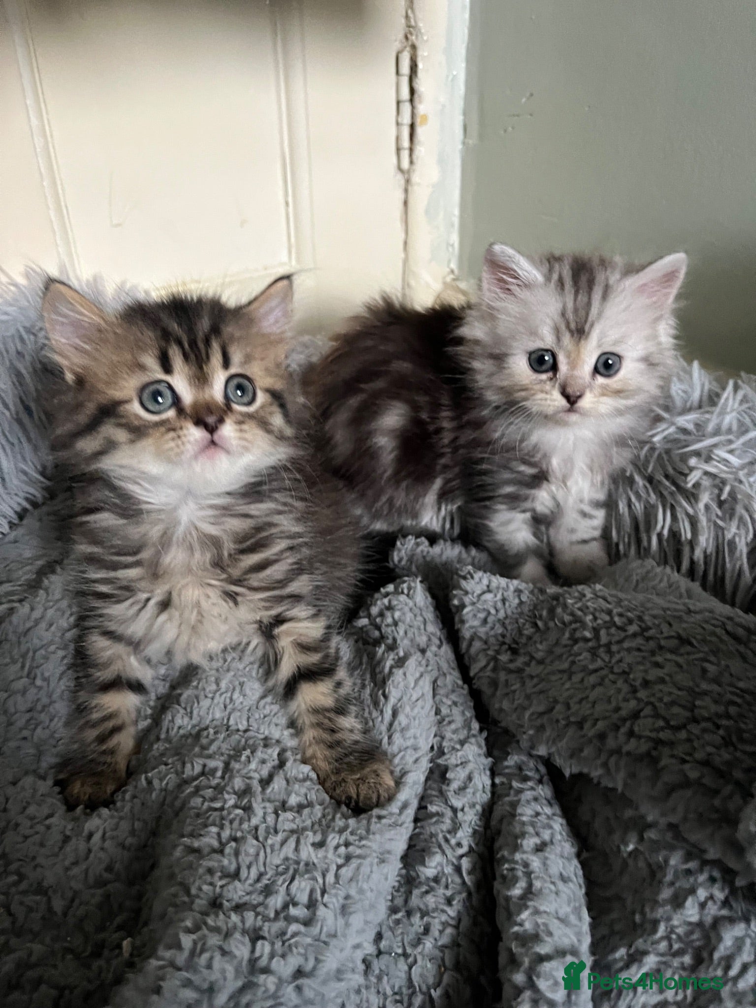 Persian cats Half persian kittens  - Advert 1