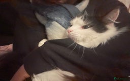 British Longhair cats for sale: Sheila - Domestic Longhair  - Image 7