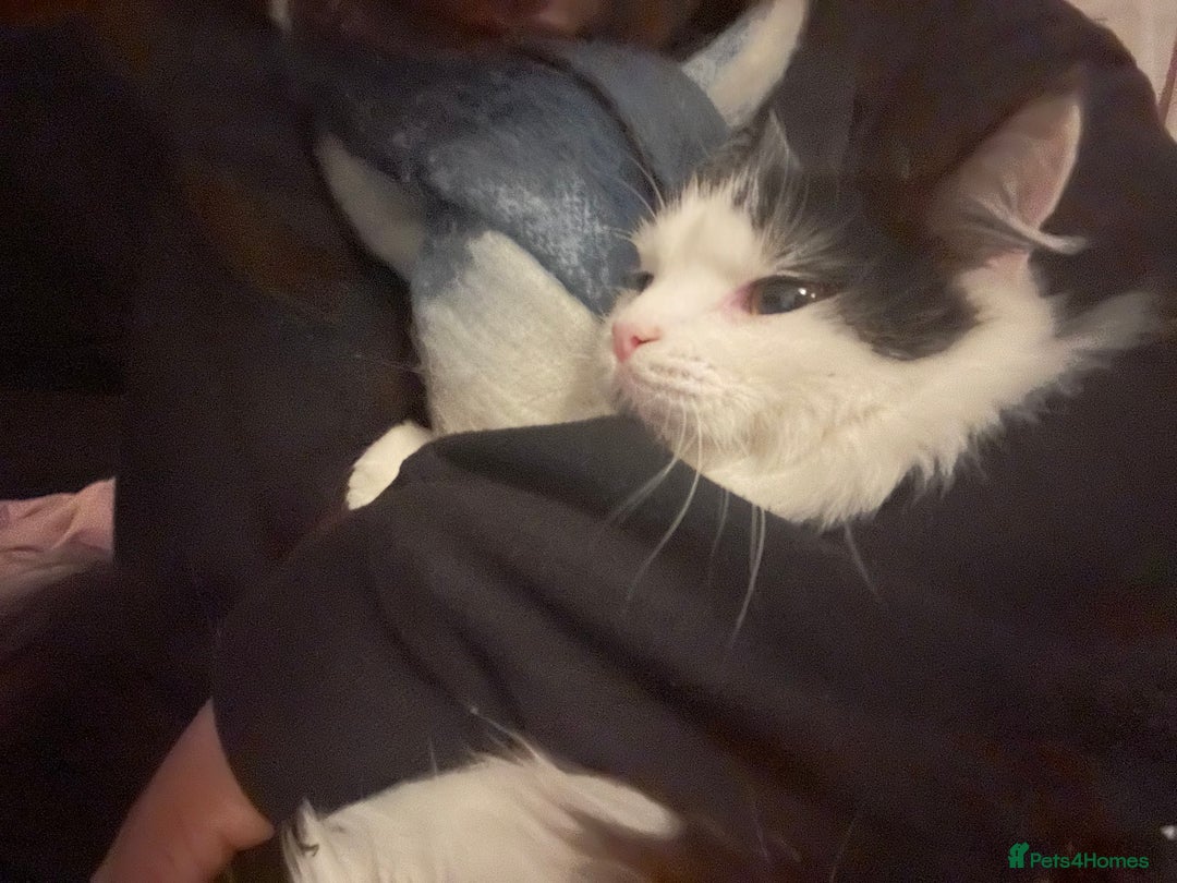 British Longhair cats for sale: Sheila - Domestic Longhair  - Image 7