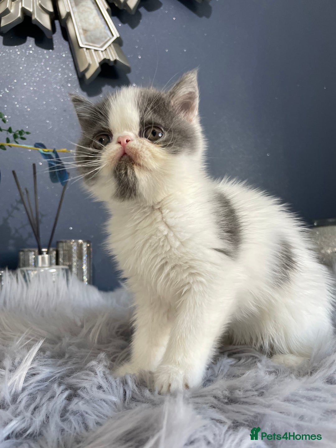 Exotic cats for sale: 🔥GCCF EXOTIC KITTENS READY DECEMBER  **  - Advert 5