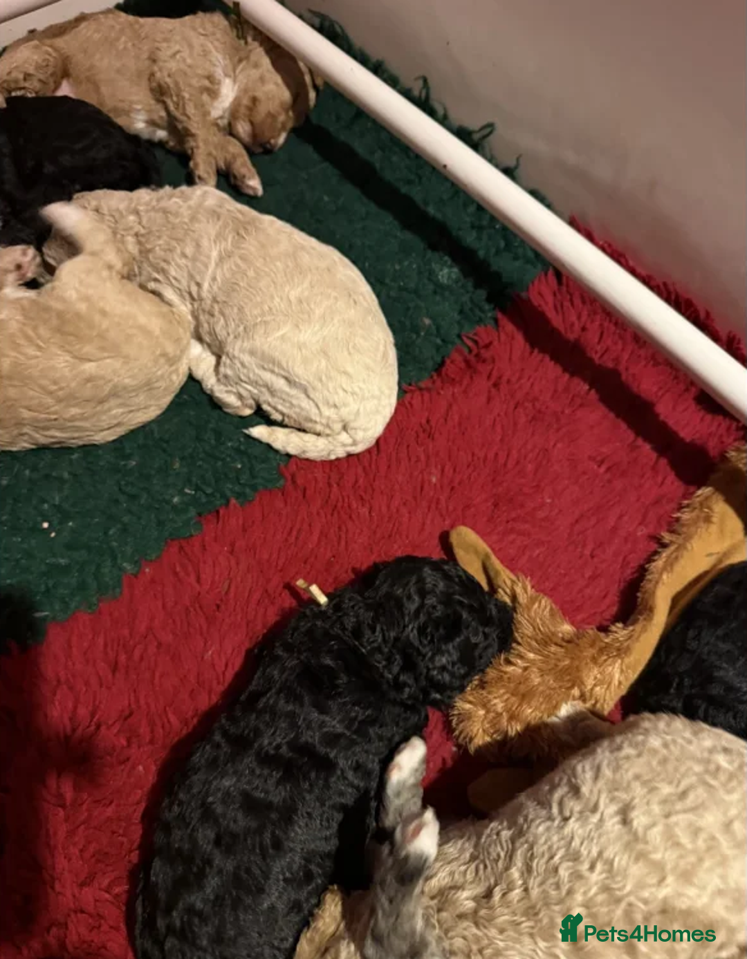 Australian Labradoodle dogs for sale: Fluffy Australian Labradoodle Pups-Ready for You - Advert 9