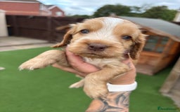 Cocker Spaniel dogs for sale: KC REGISTERED SHOW-TYPE COCKERS - Image 12