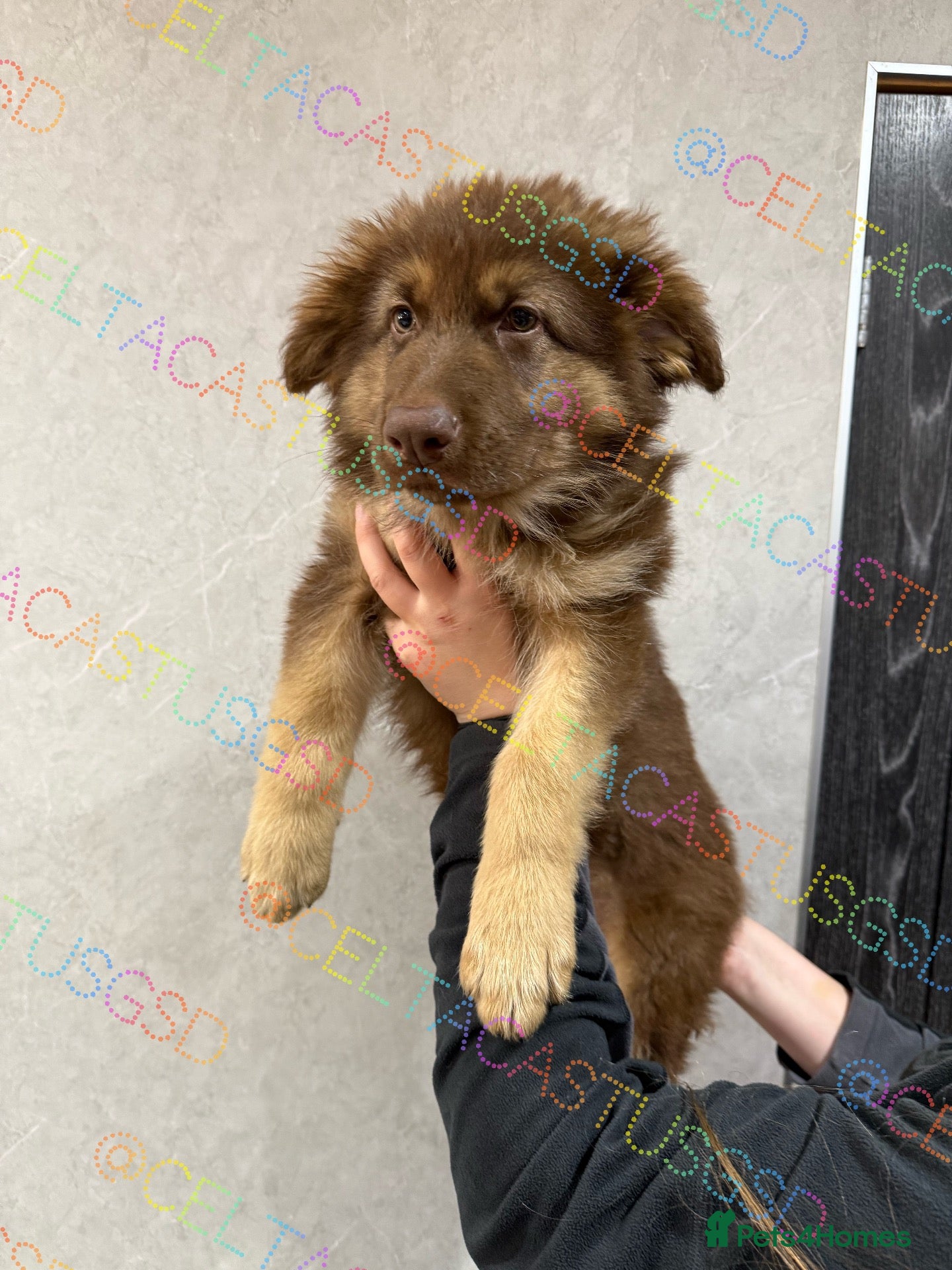 German Shepherd dogs Reduced Stunning kcreg GSD liver/tan long coats  - Advert 1