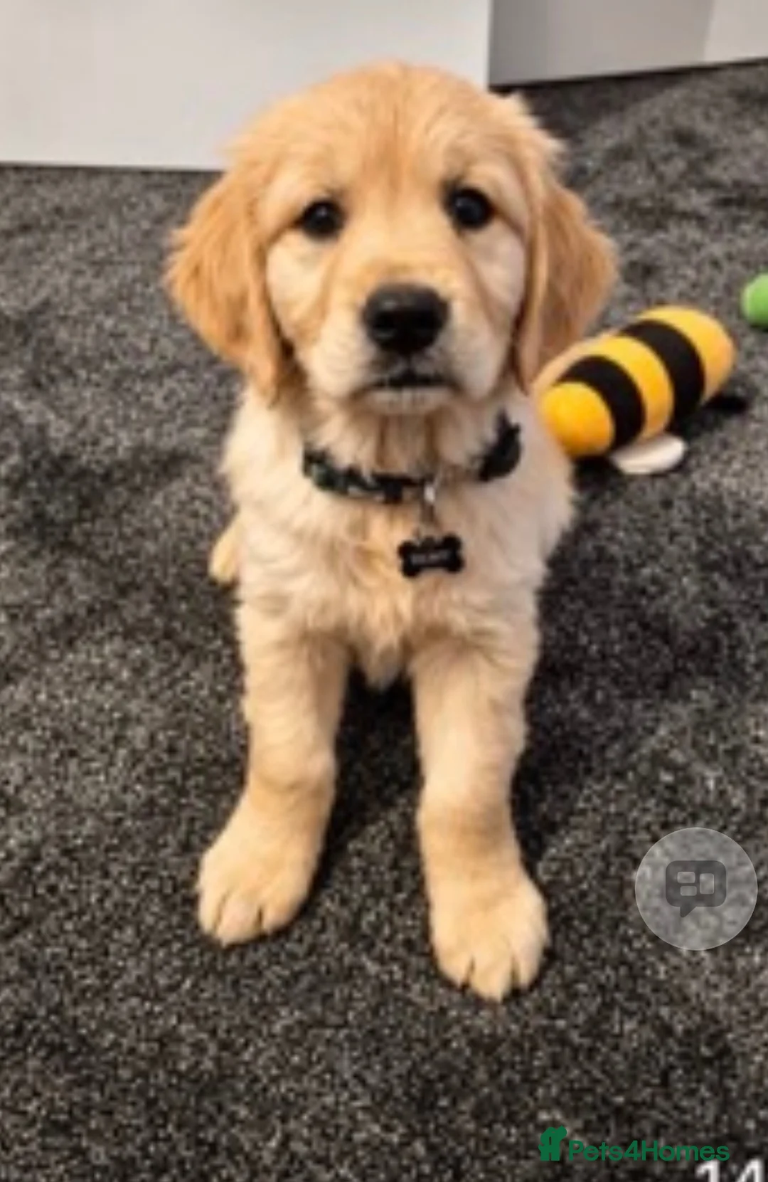 Golden Retriever dogs for sale: Beautiful golden babies  - Advert 1