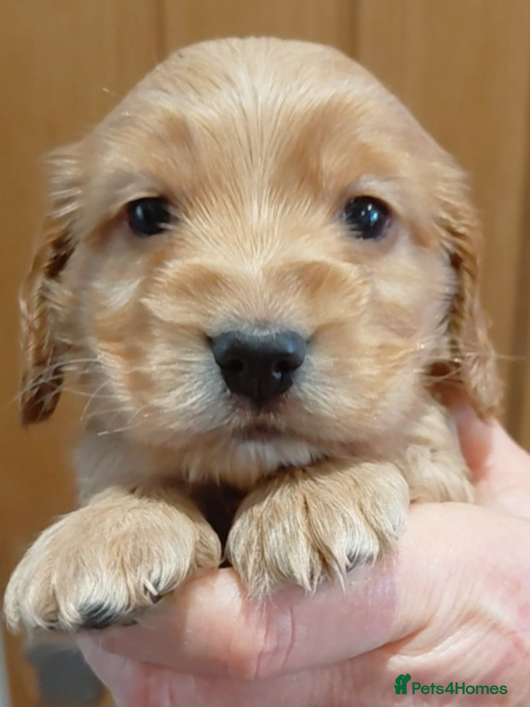 Cocker Spaniel dogs for sale: KC Golden Show Spaniels - Advert 25