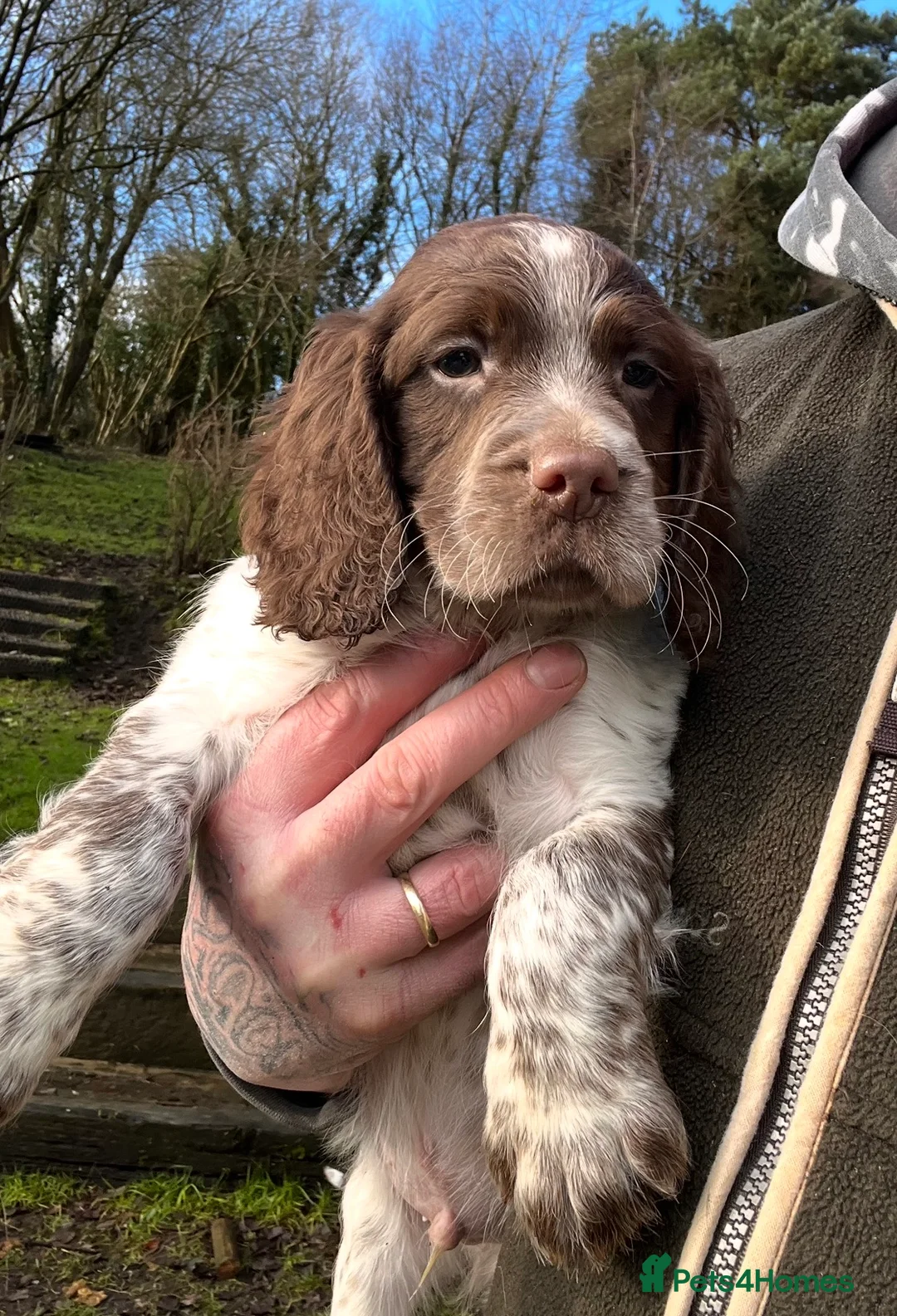 Sprocker dogs for sale: Sprocker puppies for sale  - Advert 2