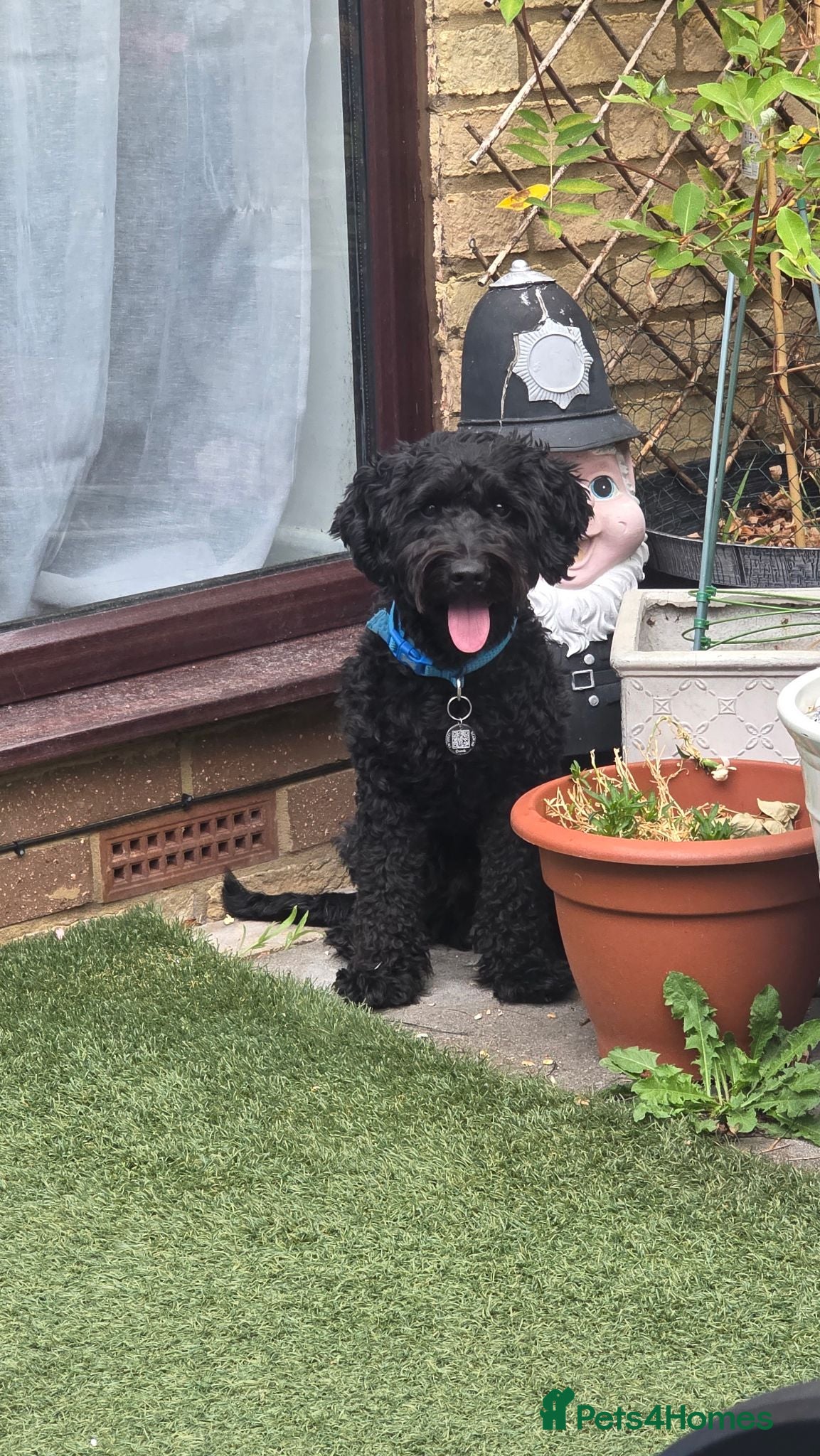 Cockapoo dogs Brody  - Advert 11