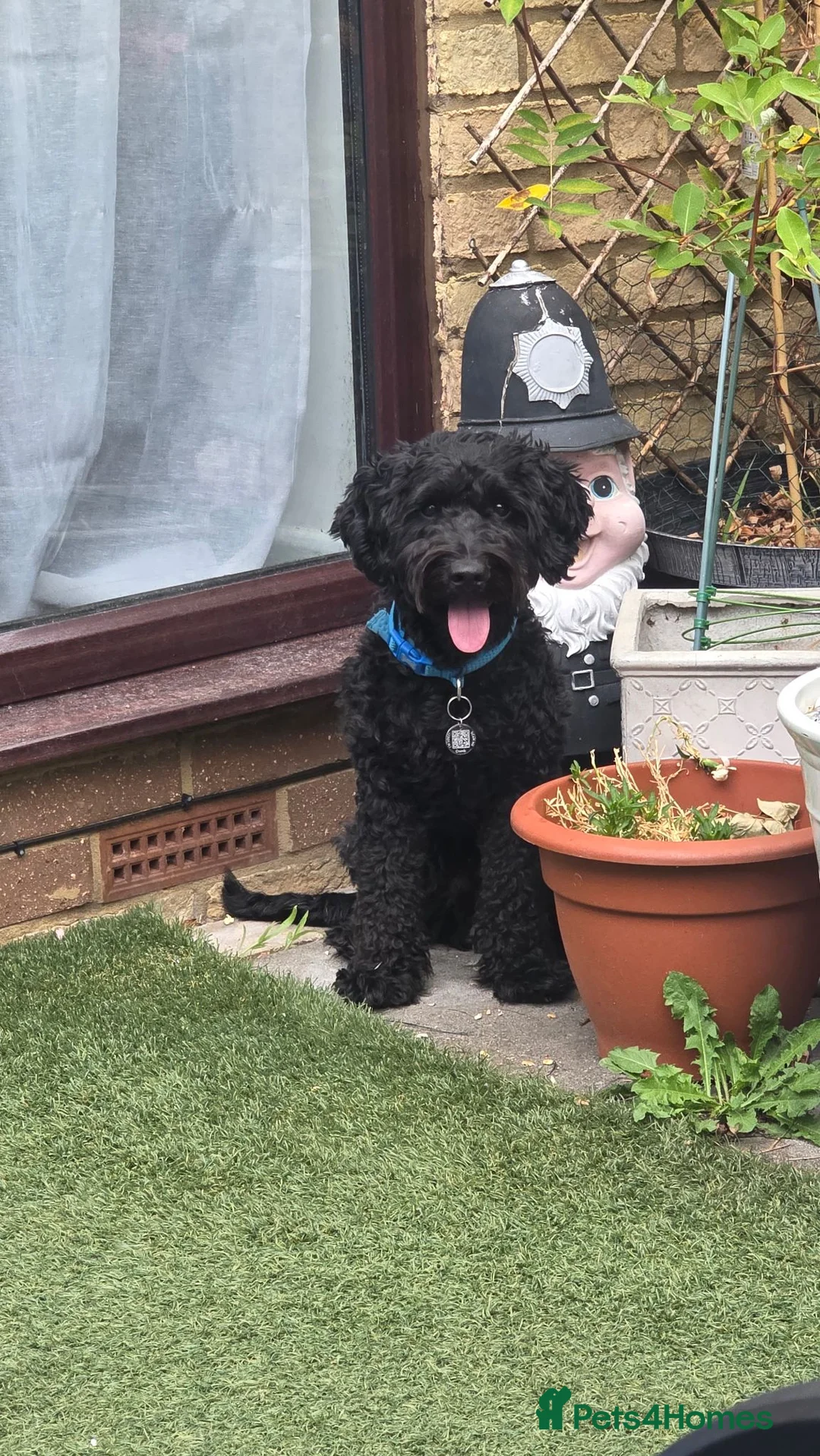 Cockapoo dogs for sale: Brody  - Advert 1
