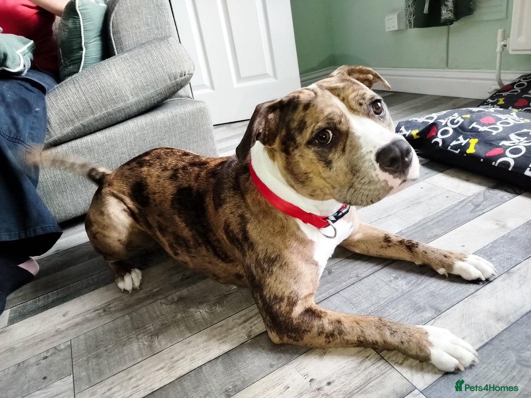 Mixed Breed dogs for sale: Staffordshire bull terrier  - Image 4