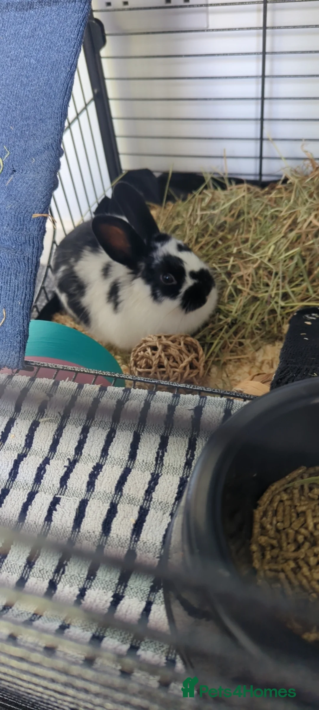Mixed Breed rabbits for sale: 2 beautiful bonded girls  in Birmingham - Advert 2