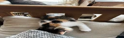 Mixed Breed cats for sale: 2 x kittens - Advert 6