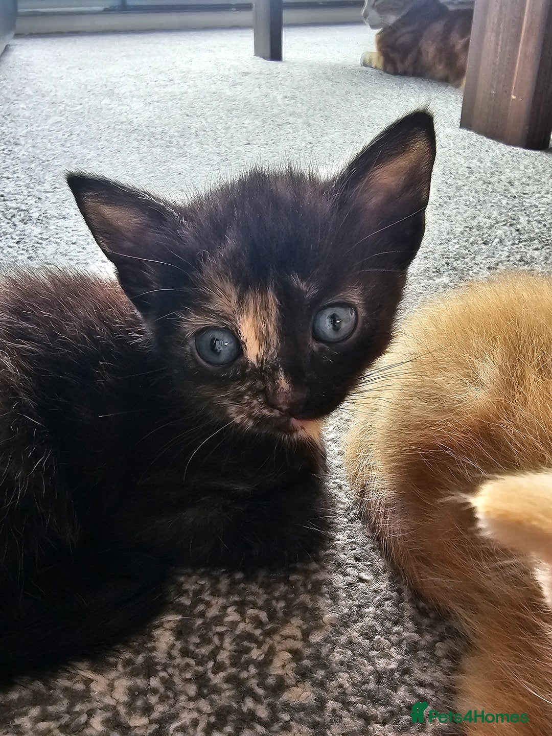 British Shorthair cats for sale: Male and female kittens for sale  - Image 12