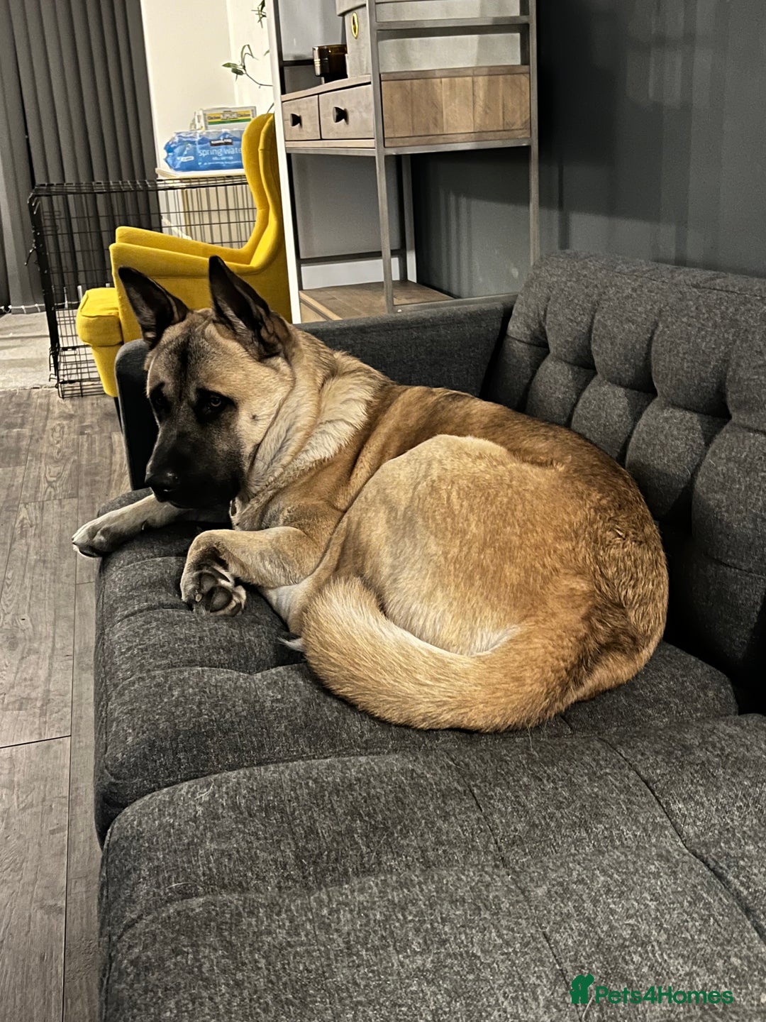 Mixed Breed dogs for sale: 3.5 year old Akita male - Advert 2