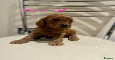 Cockapoo dogs - Advert 1