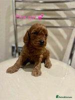 Cockapoo dogs - Advert 1