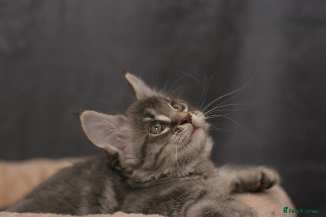 Maine Coon cats for sale: Mainecoon kittens TICA REGISTERED stunning - Advert 18