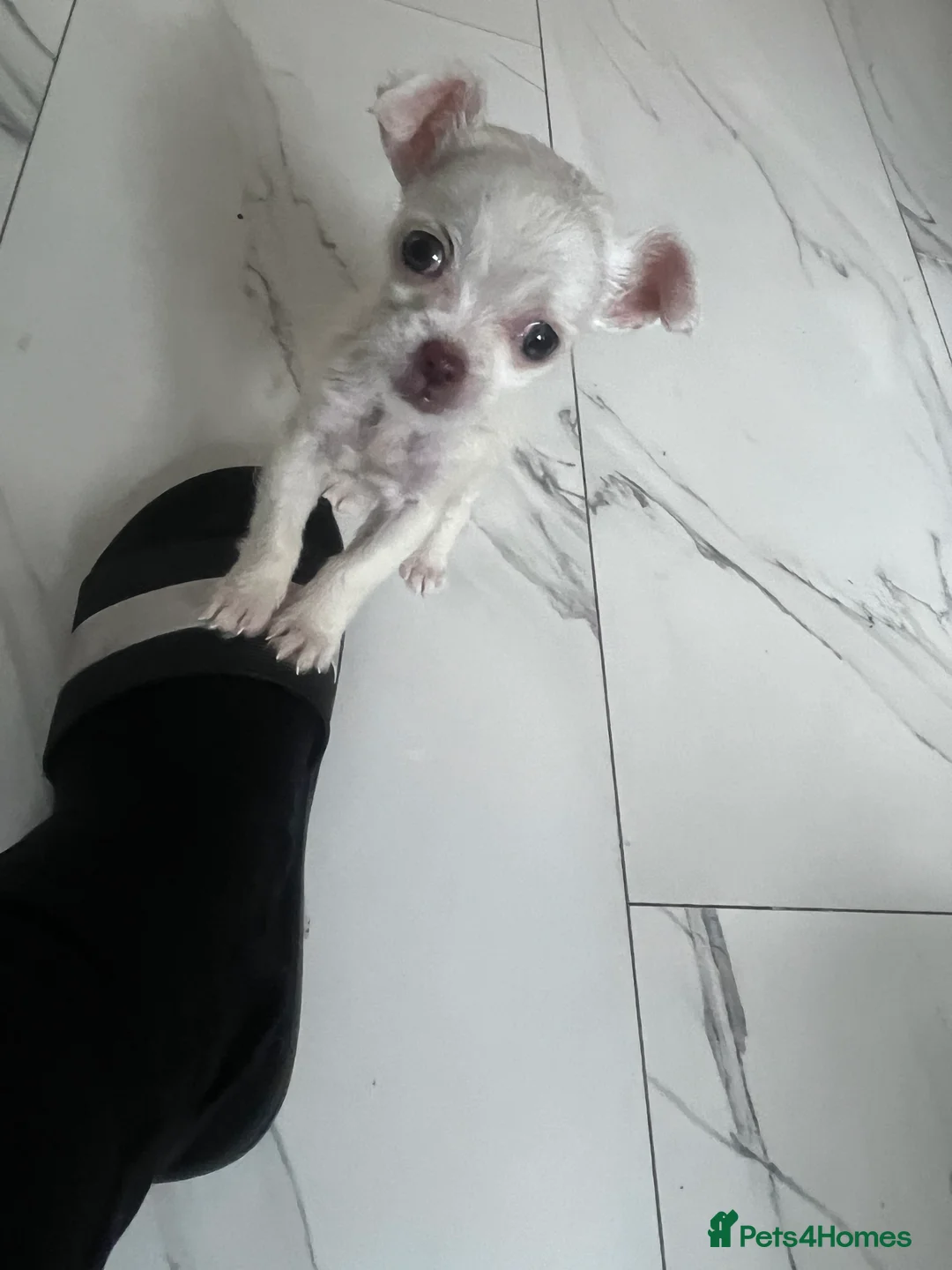 Mixed Breed dogs for sale: Chihuahua mixed breed - Advert 2