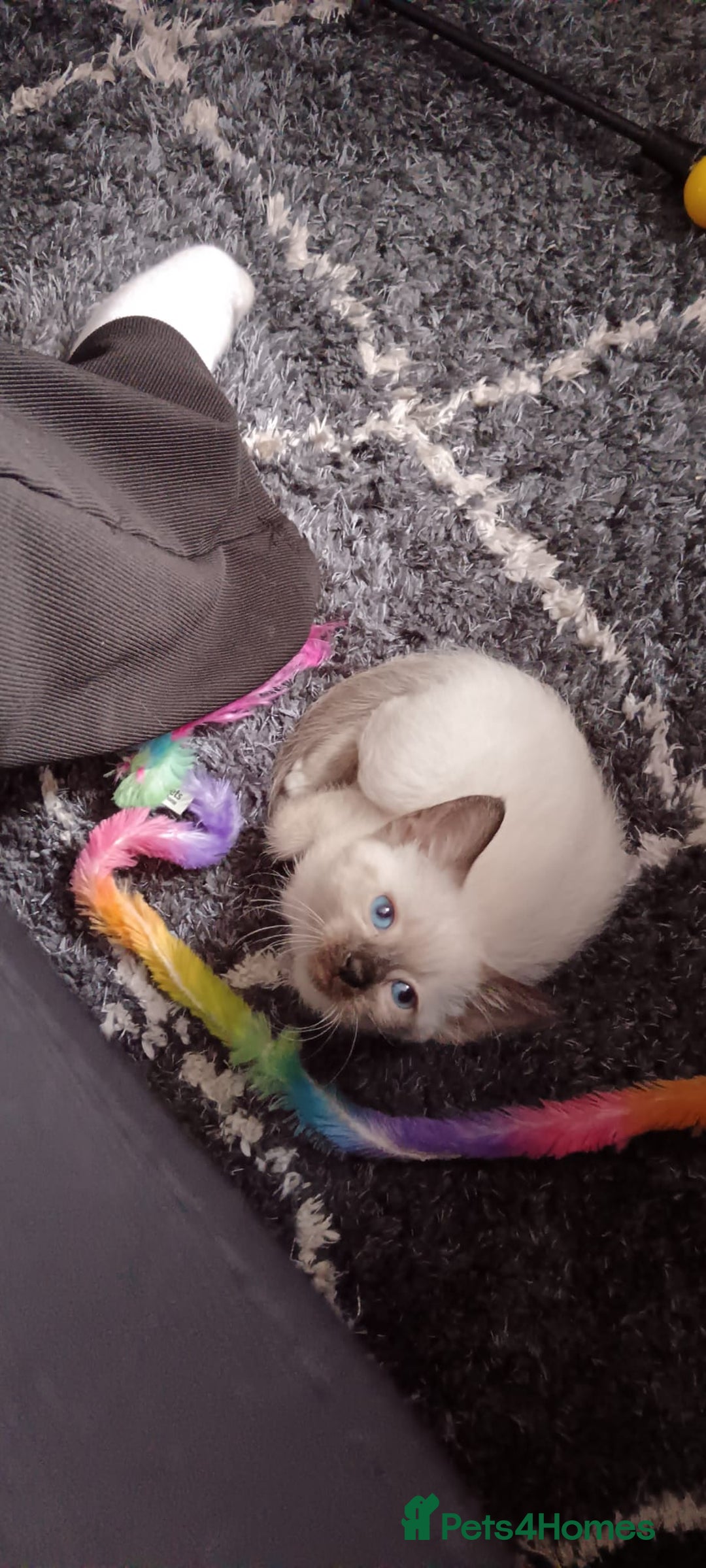 Sphynx cats for sale: Mixed selection Sphynx kittens. - Image 14
