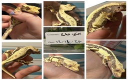 Gecko reptiles for sale: Lilywhite Crested Geckos  - Image 4