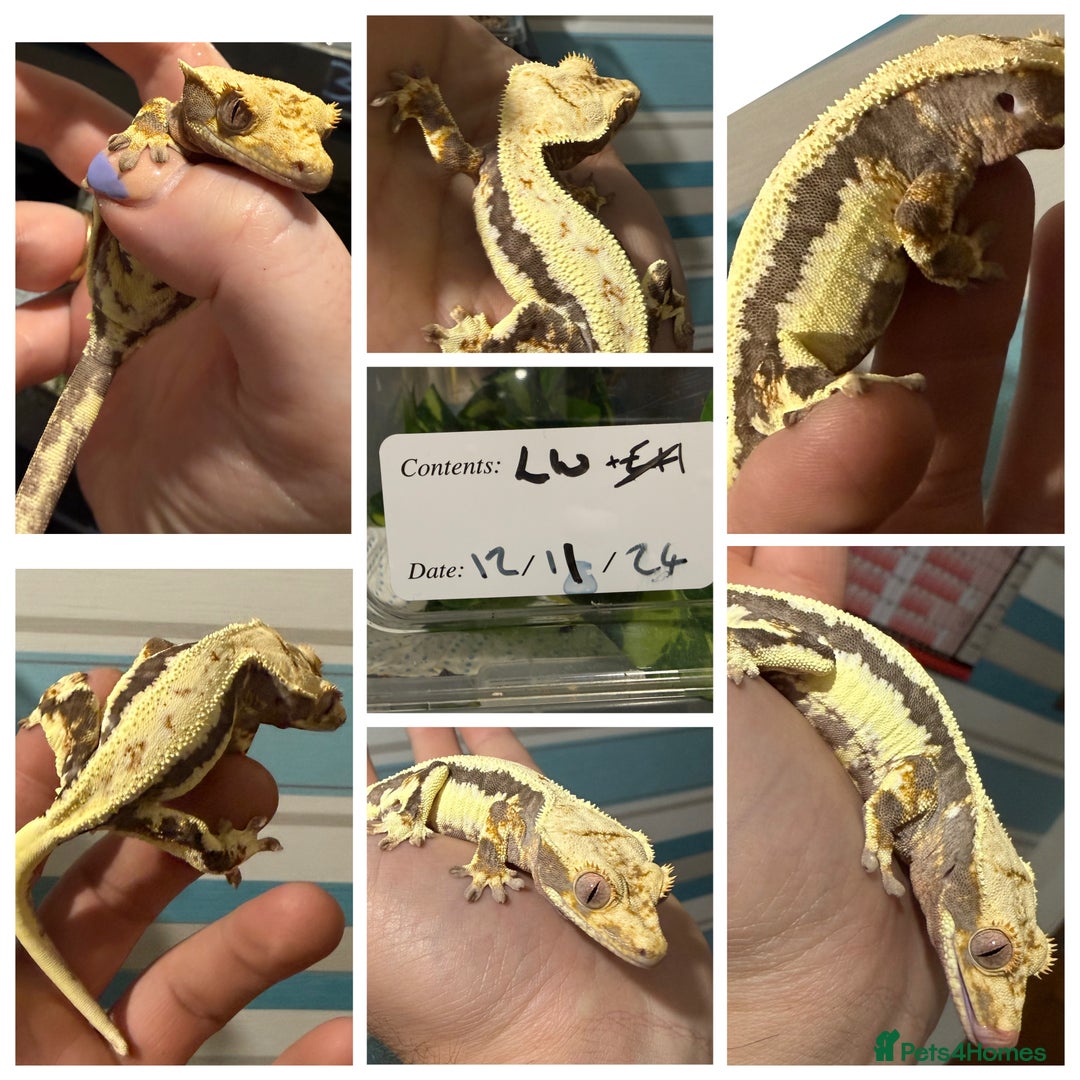 Gecko reptiles for sale: Lilywhite Crested Geckos  - Image 4