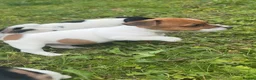 Jack Russell dogs for sale: 5 male Jack Russell puppies ready to go - Advert 22