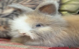 Angora rabbits for sale: Stunning pure bred English angora babies - Image 5