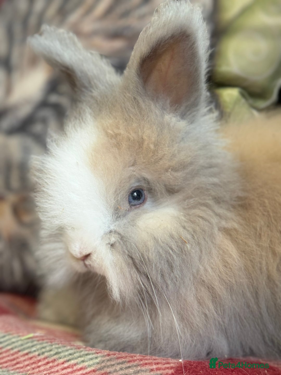 Angora rabbits for sale: Stunning pure bred English angora babies - Image 5
