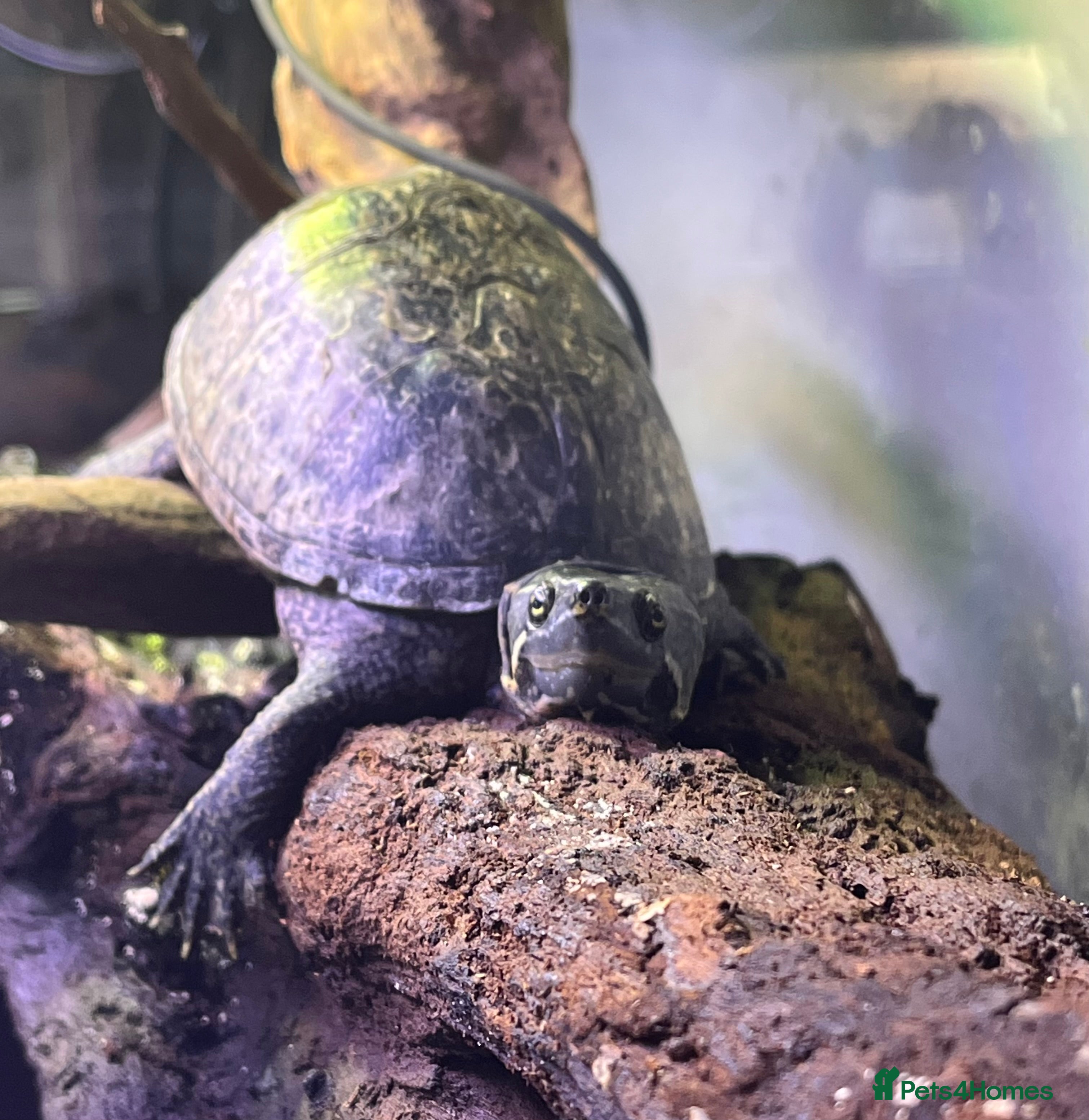 Terrapin reptiles Musk turtle  - Advert 7