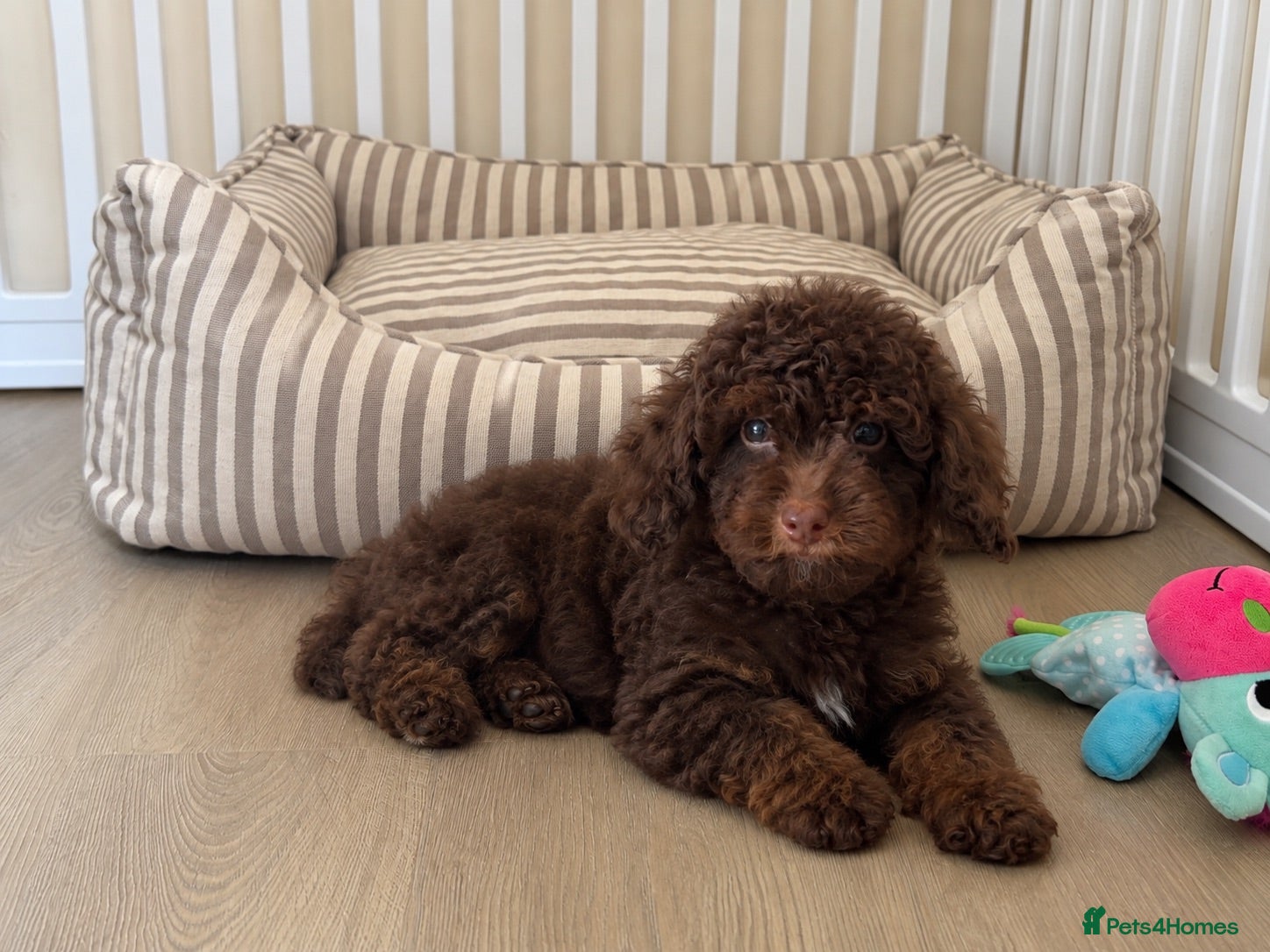 Toy Poodle dogs  Toy poodle chocolate phantom boy - Advert 1
