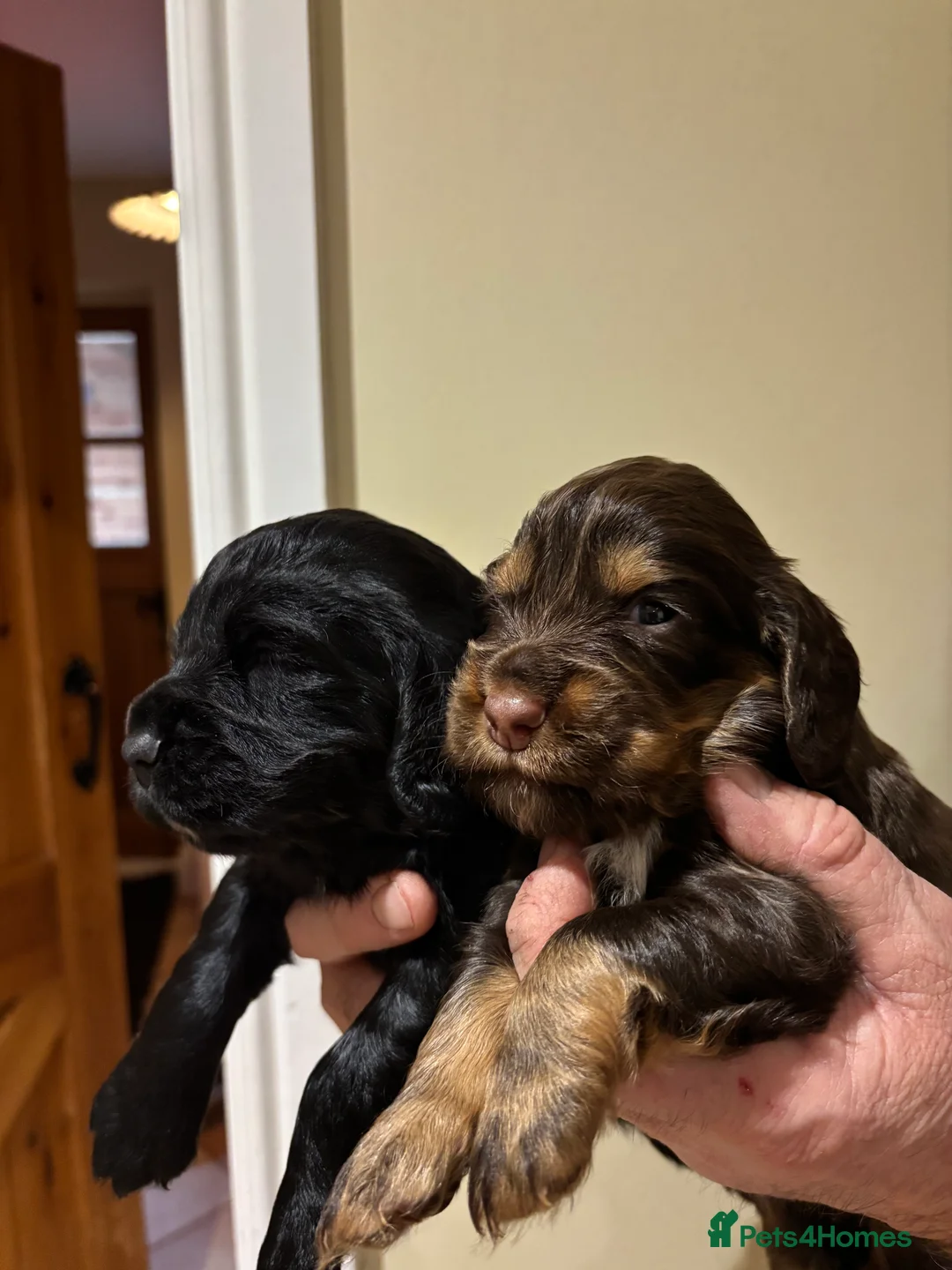 Cocker Spaniel dogs for sale: Quality KC Reg Working Cocker Spaniels - Advert 1