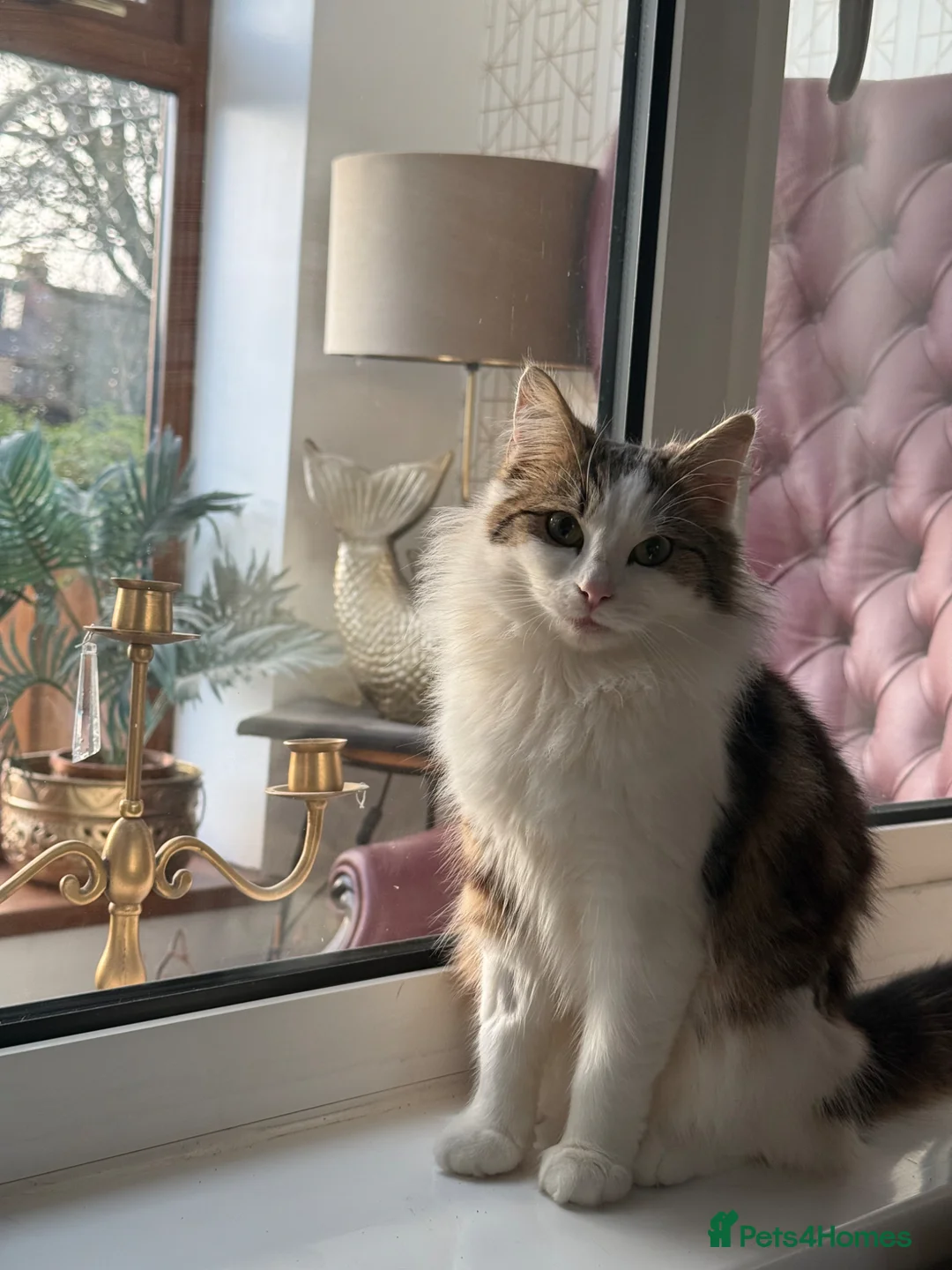 Mixed Breed cats for sale: Stunning Longhair Female microchipped & Neutered in Cambridge - Advert 2