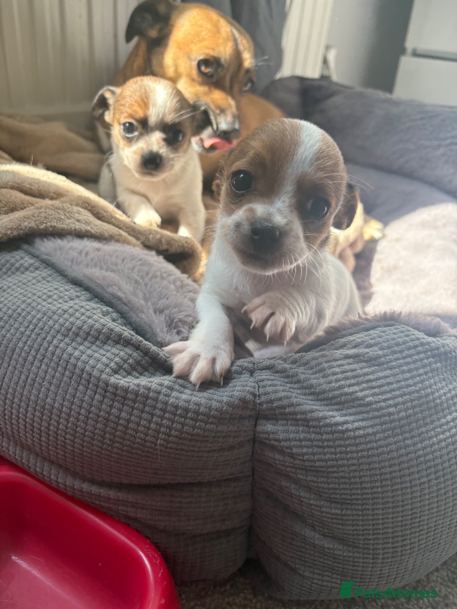 Jack Chi dogs Jack Russell Chihuahua Puppies🐾 - Advert 2