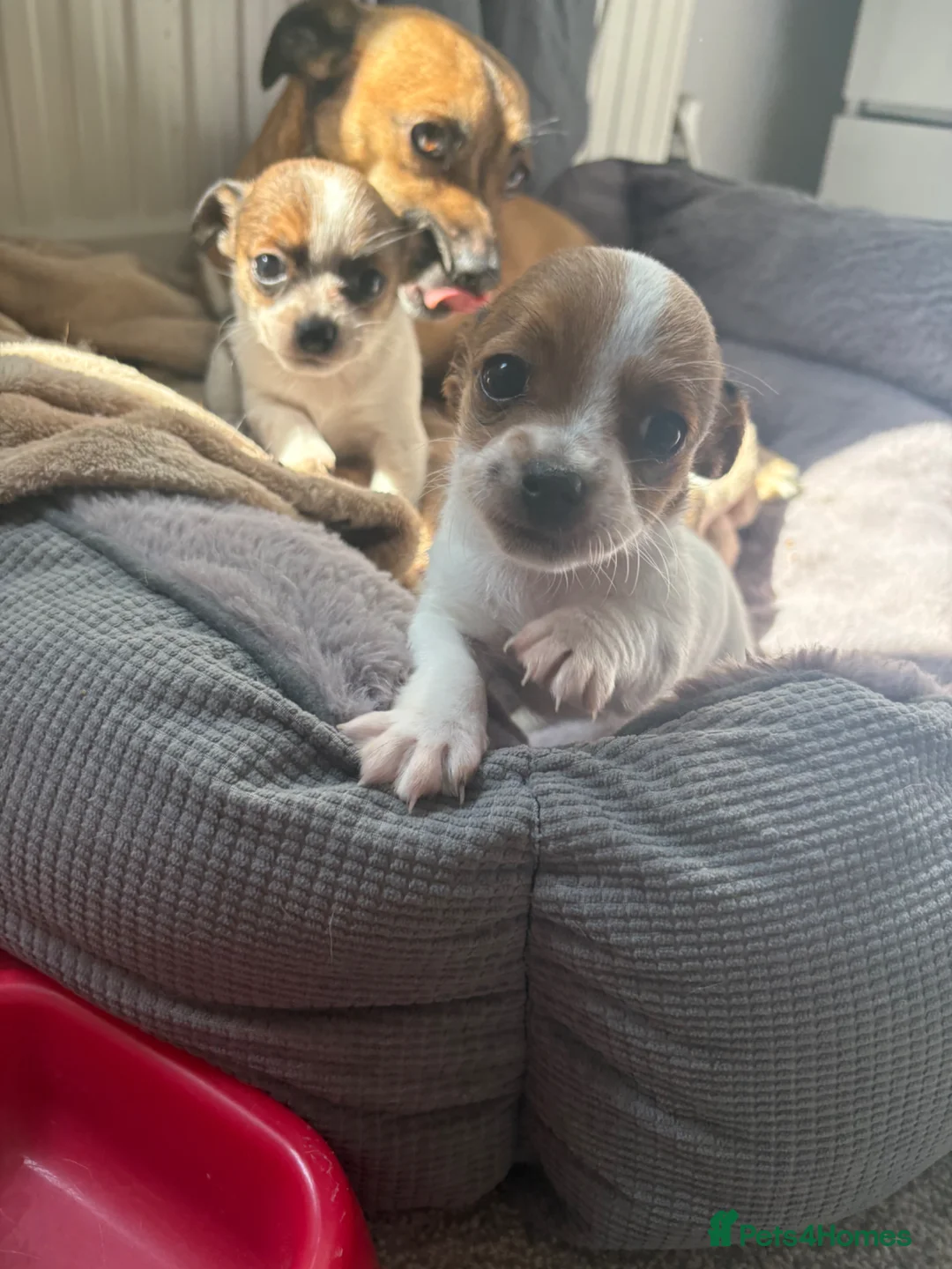 Jack Chi dogs for sale: Jack Russell Chihuahua Puppies🐾 - Advert 2