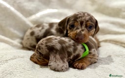 Miniature Dachshund dogs for sale: Mini Dachshund KC Reg -  ONLY 3 MALE PUPS LEFT!  - Advert 1