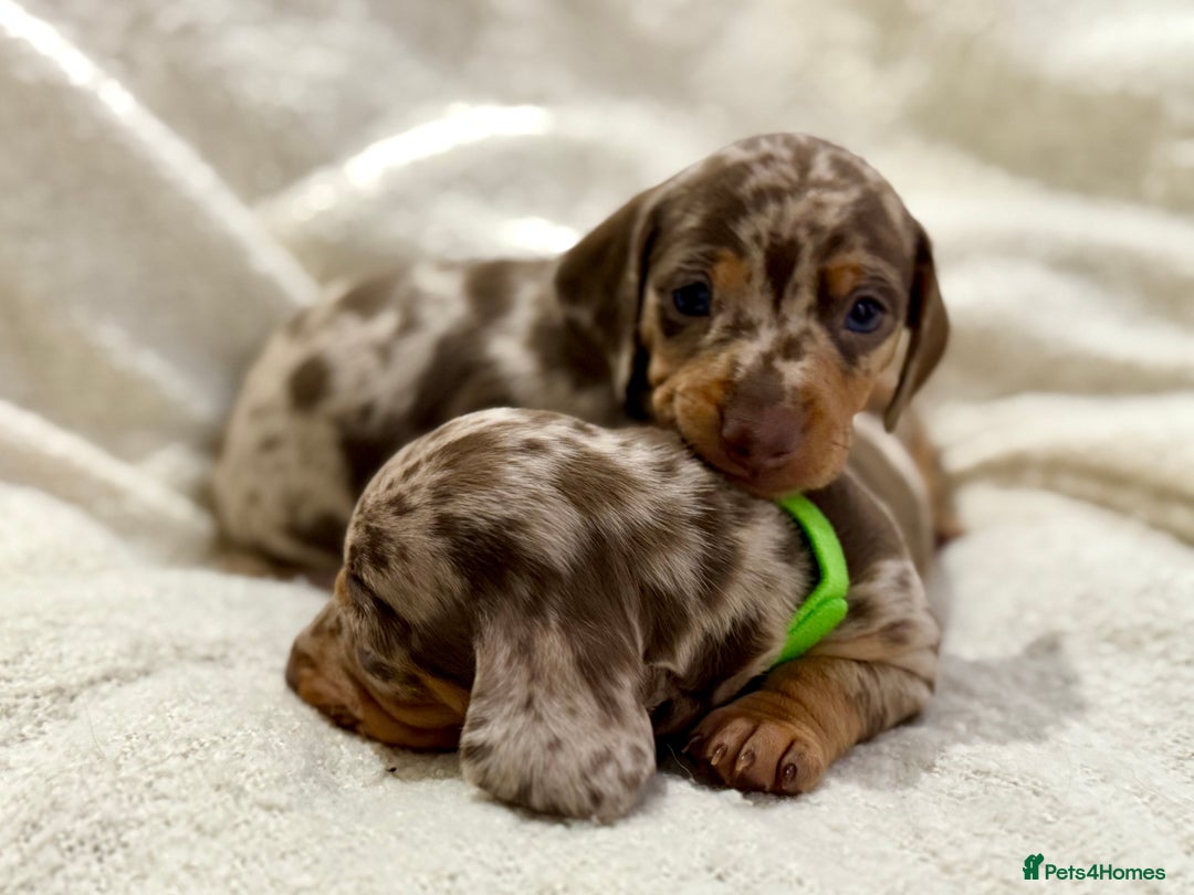 Miniature Dachshund dogs for sale: Mini Dachshund KC Reg -  ONLY 3 MALE PUPS LEFT!  - Advert 1