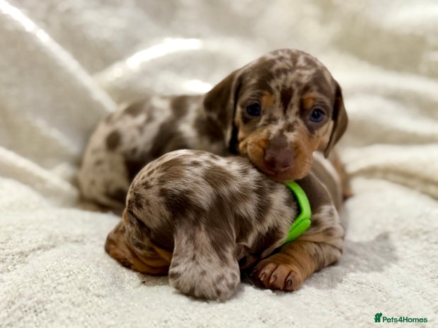 Miniature Dachshund dogs Mini Dachshund KC Reg - ONLY 3 MALE PUPS LEFT! - Advert 6
