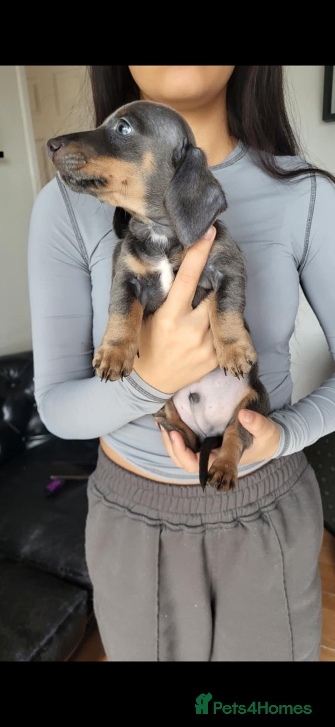 Dachshund dogs for sale: Mini dachshund forsale! - Image 11