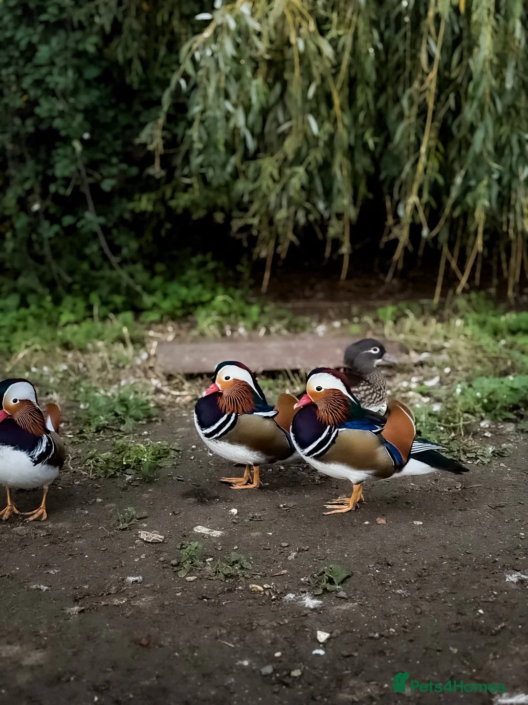 Mixed Breed birds for sale: Mandarin ducks  - Advert 2