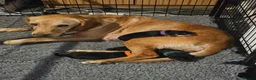 Mixed Breed dogs for sale: Gorgeous litter of cockerdor x sprollie pups in Fleetwood - Advert 24