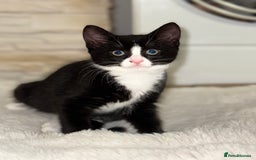 Domestic Shorthair cats for sale:  Beautiful Kittens Ready for Their Forever Homes.  - Image 6
