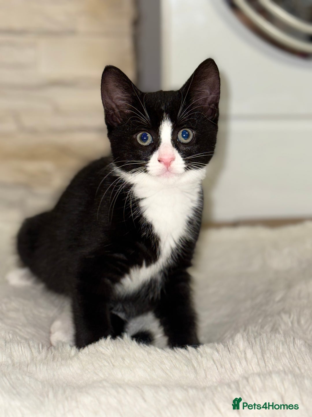 Domestic Shorthair cats for sale:  Beautiful Kittens Ready for Their Forever Homes.  - Image 6