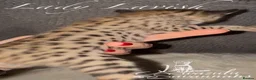 Savannah cats for sale: Exceptional Quality Tica Regist. Savannah kittns - Advert 24