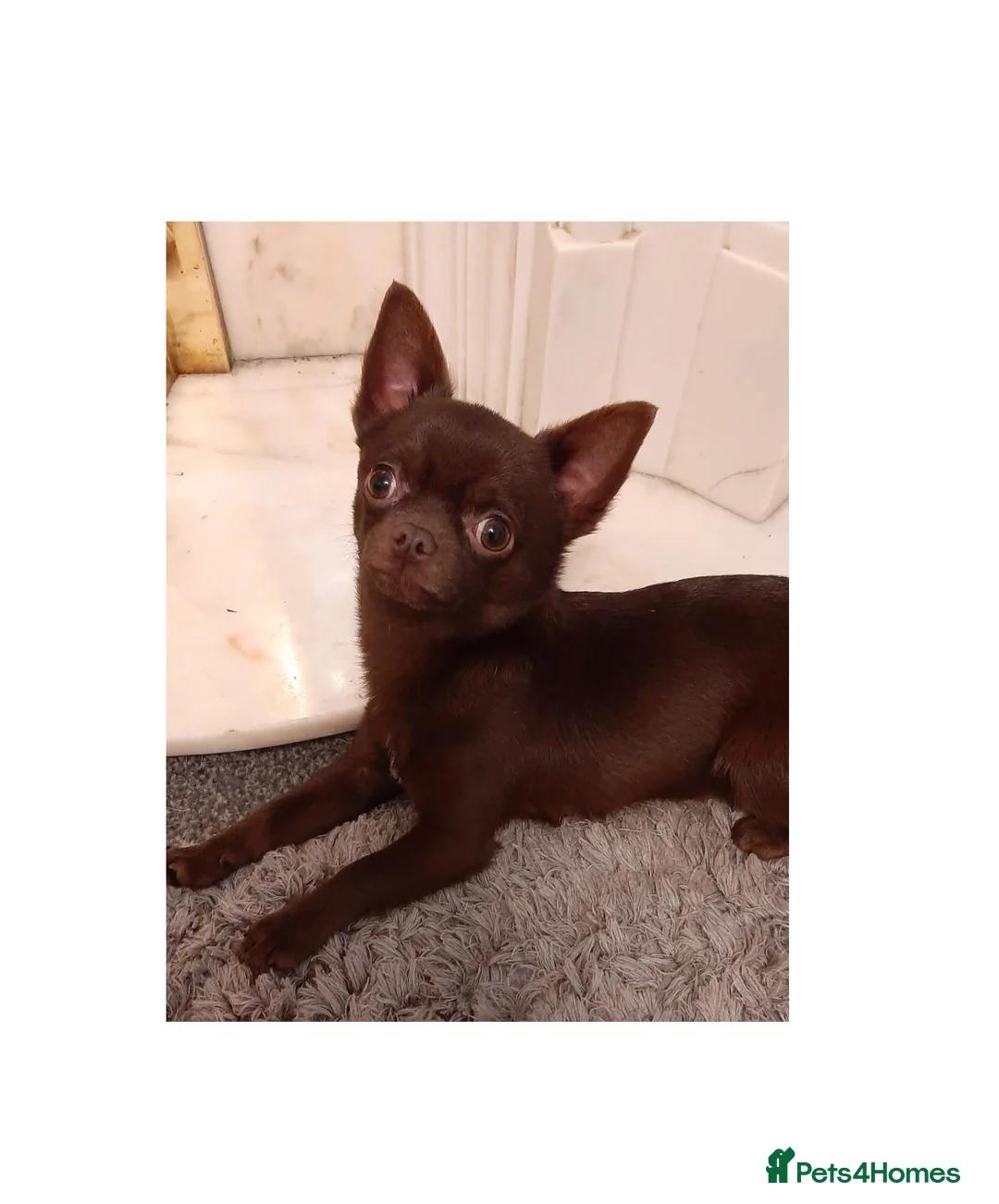 Chihuahua dogs for stud: FREDERICK VON LOVEHUNTER KC Champion heritage Stud in Chorley - Advert 20