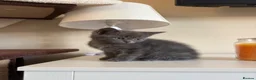British Shorthair cats for sale: British shorthair kitten  in Horley - Advert 4