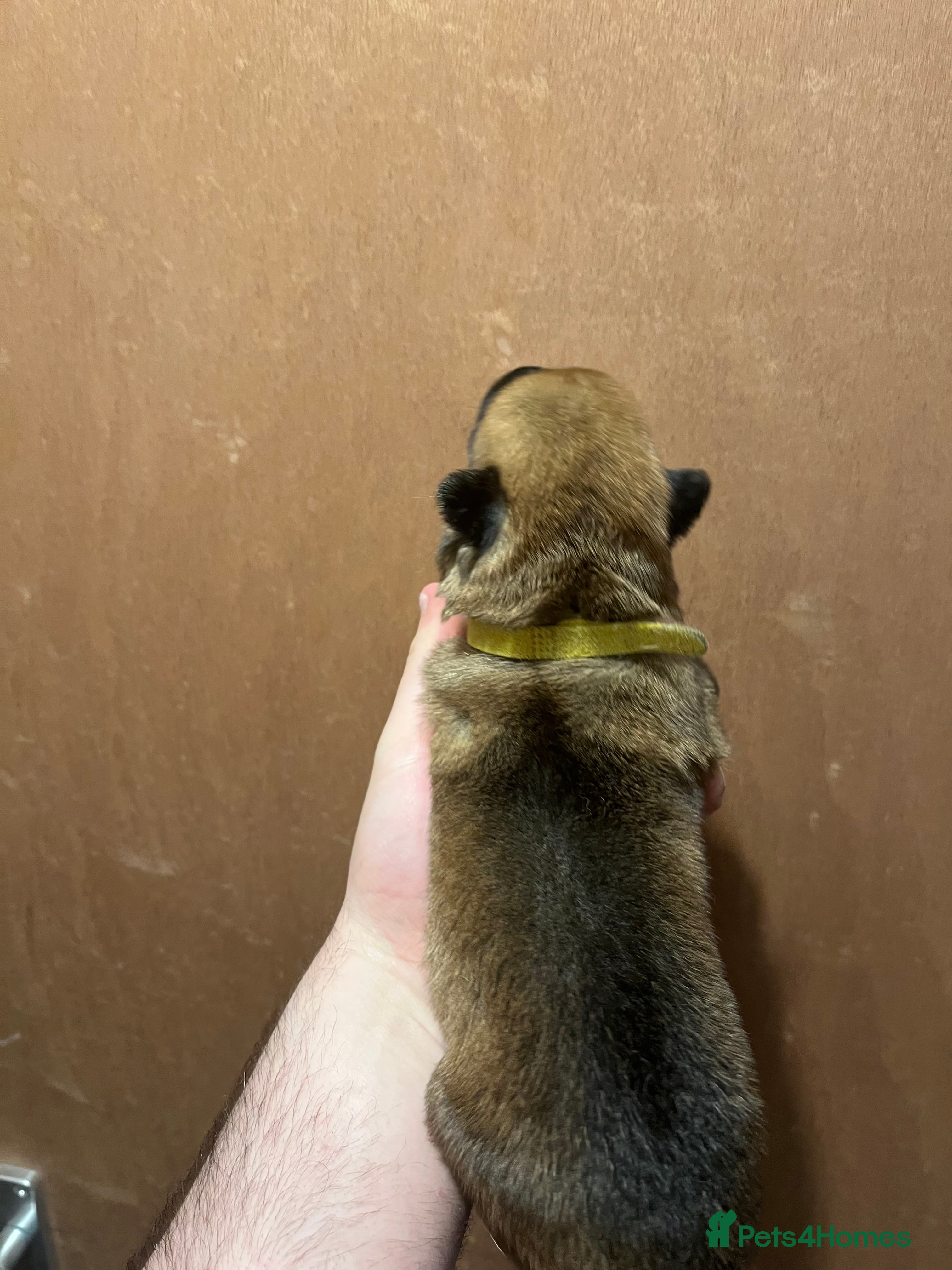 Mixed Breed dogs German Malinois - Advert 2