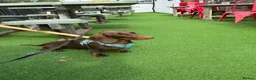 Dachshund dogs for stud: Monty  in Bradford - Advert 8