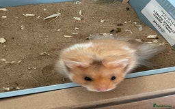 Hamster rodents for sale: *RESERVED* Baby boy Hamster 7 weeks old  - Image 7